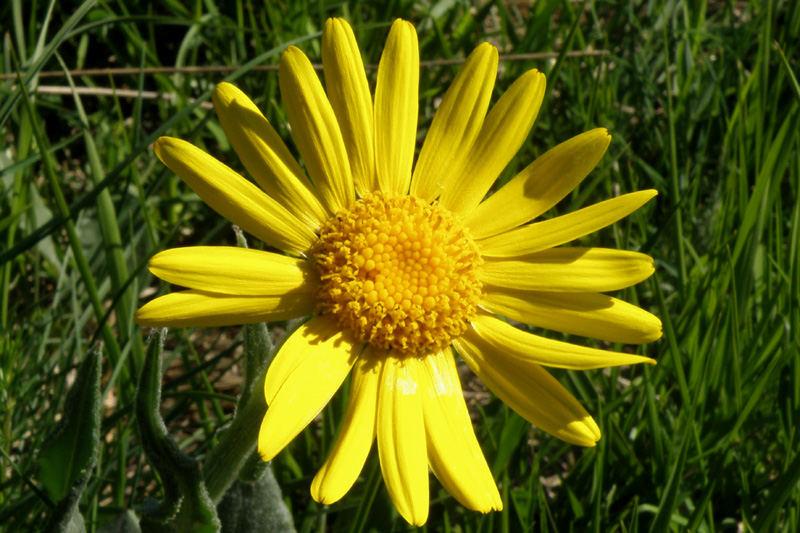 Senecio provincialis / Senecione provenzale